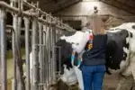 Kakla siksna ar metāla sprādzi, balts/melns - Image 2