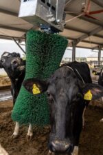 Automātiskā liellopu masāžas birste Agricow Pendulum - Image 5