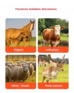 Dzīvnieku kopšanas birste (510 × 190 mm) ar stiprinājumiem - Image 3