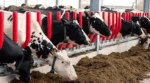 Easyfix Evolve Feed Rail — barības galda nožogojums govīm - Image 2