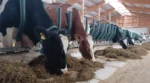 Easyfix Evolve Feed Rail — barības galda nožogojums govīm - Image 8