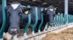Easyfix Evolve Feed Rail — barības galda nožogojums govīm - Image 9