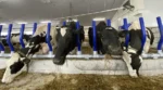 Easyfix Evolve Feed Rail — barības galda nožogojums govīm - Image 10