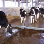 Skrēperis Combiscraper standart - Image 2