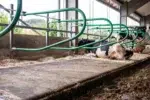 Elastīgā guļvietu sistēma liellopiem PATURA PRIMA - Image 4