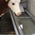 SUEVIA izgāžama dzirdne govīm 2.0m - Image 2