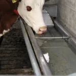 SUEVIA izgāžama dzirdne govīm 2.0m - Image 2