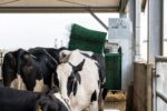 Automātiskā dubultā liellopu masāžas birste AgriCow - Image 3