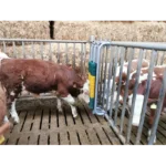 Buļļu birste ar atsperes mehānismu un aizsarggrozu - Image 4